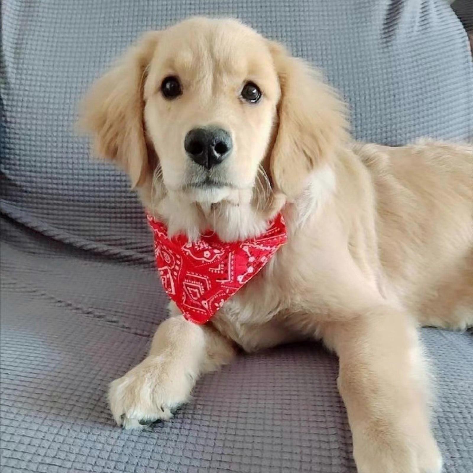 Jacenvly Pet Bandana Set - Adjustable Triangle Scarf Bib with Snaps, Compatible with Dogs, Puppies, Cats - Red