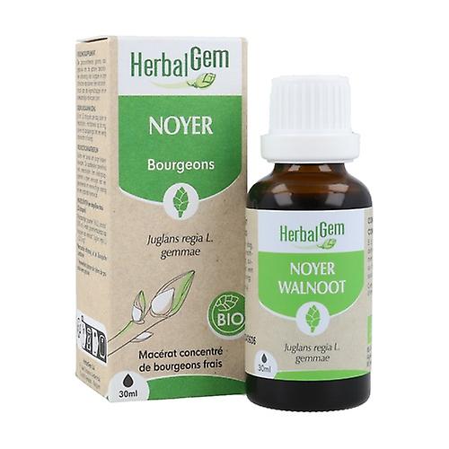 Organic Walnut (Juglans regia L. gemmae) 30 ml