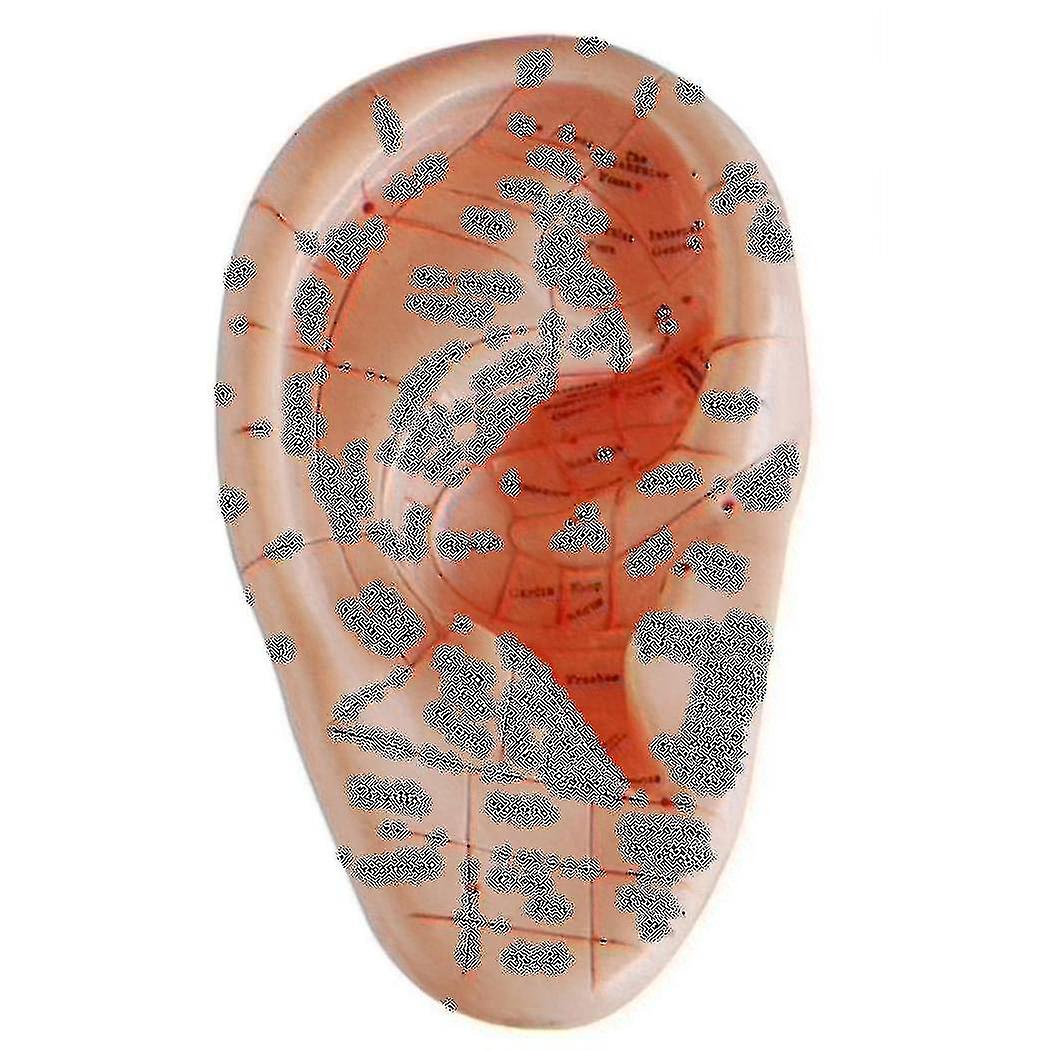 Engelsk versjon Øre Akupunktur ørestifter Modell Modell Auricular Application Model Ear Akupunktur Poi