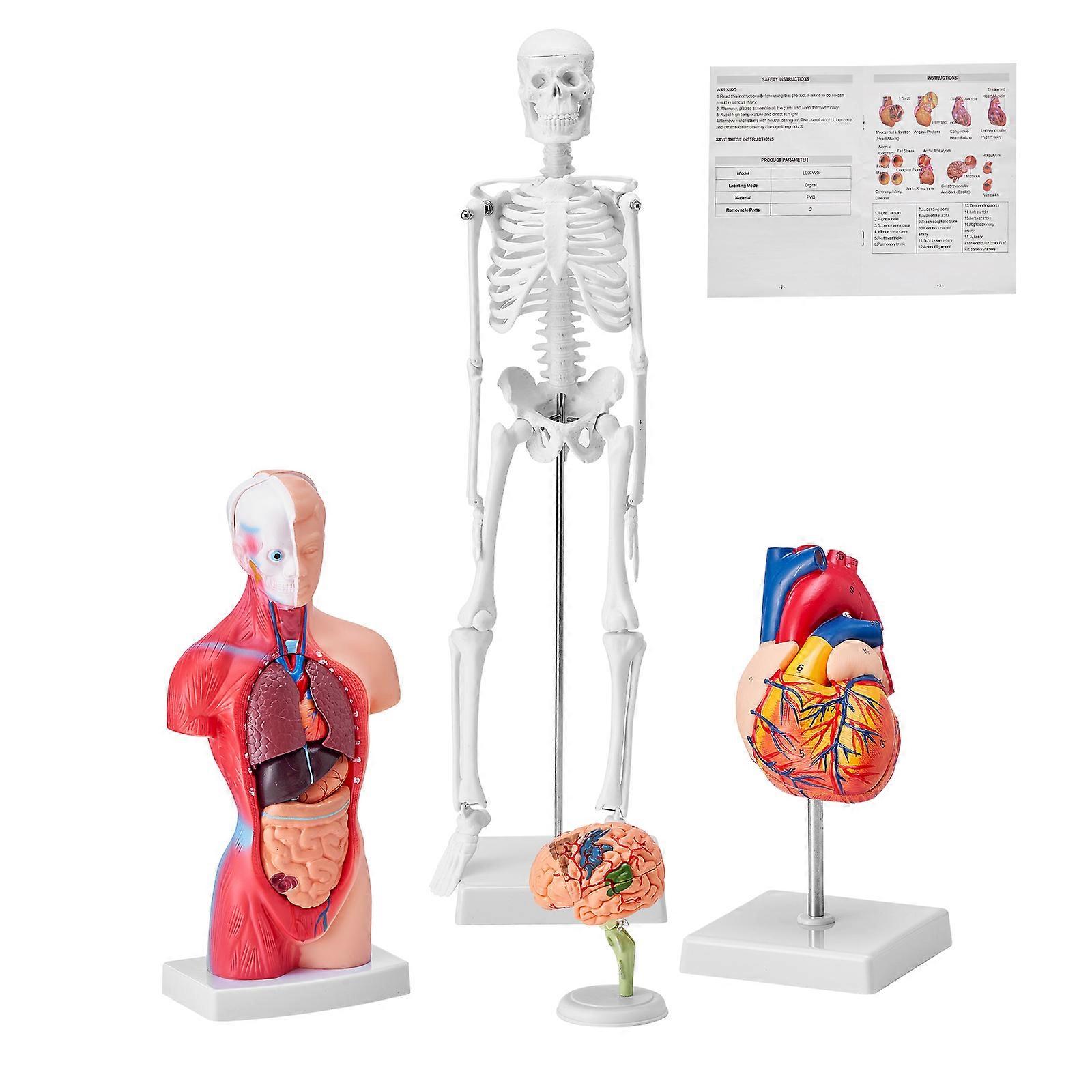 Modelos de Anatomía HumanaHerramientas prácticas de estudio de modelos 3D, modelos didácticos para estudiantes de fisiología o como kit educativo para niños