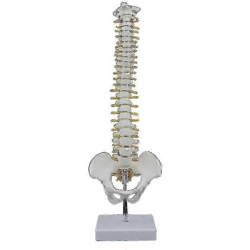 45cm Flexible Human Spine Model with Pelvis, Anatomical Spinal Column and Adjustable Display Stand