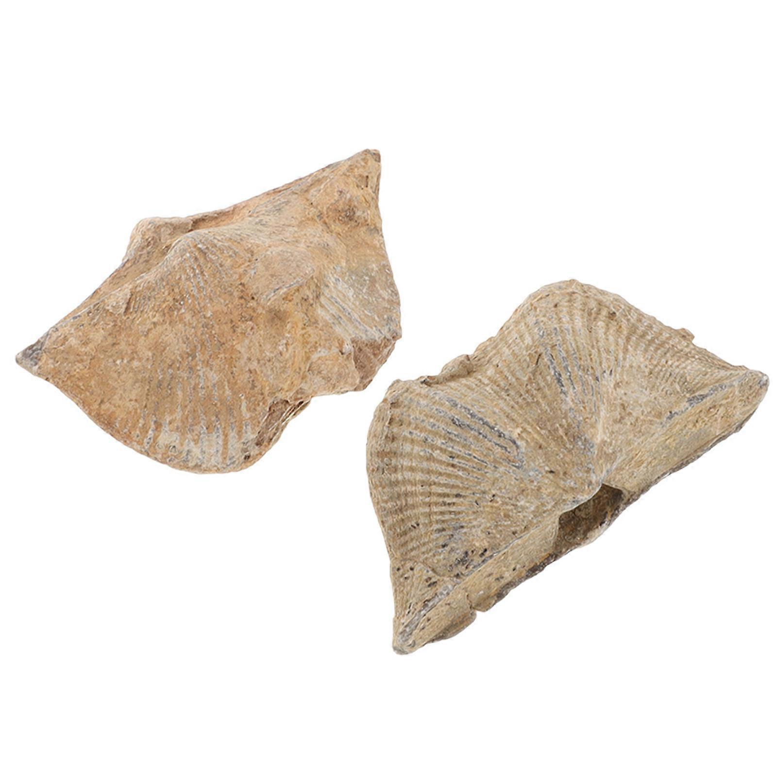 Spirifer Specimen for Teaching 2Pcs Adornment