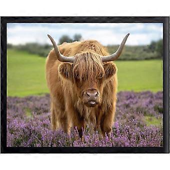 Quebra-cabeça rústico de vaca das Terras Altas em campo de urze, com fotografia de animais de fazenda, para uso no escritório (VV948).
