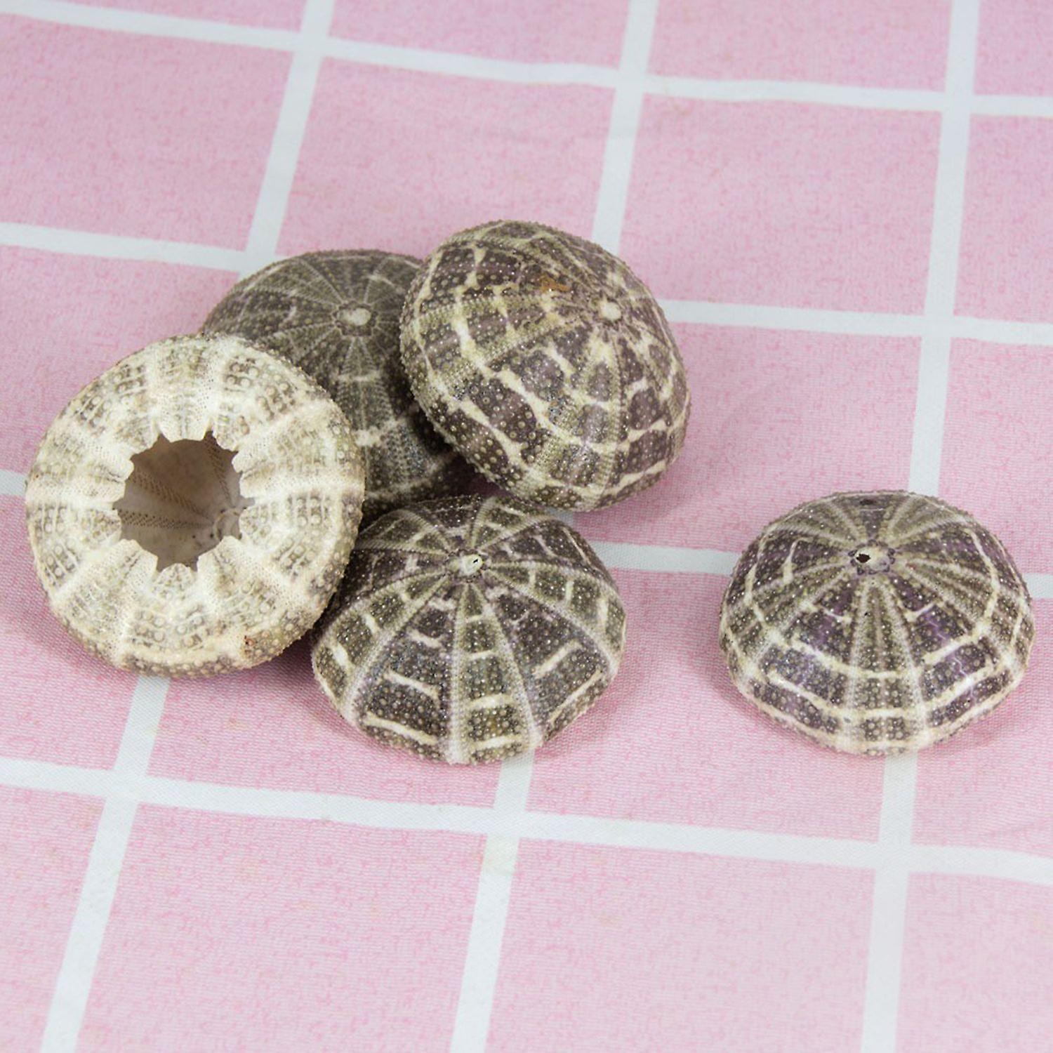 Sea Urchin Shell High Durability Exquisite Shape Eye-catching Seashell ...