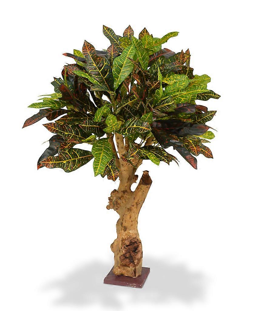 Croton (80 cm)
