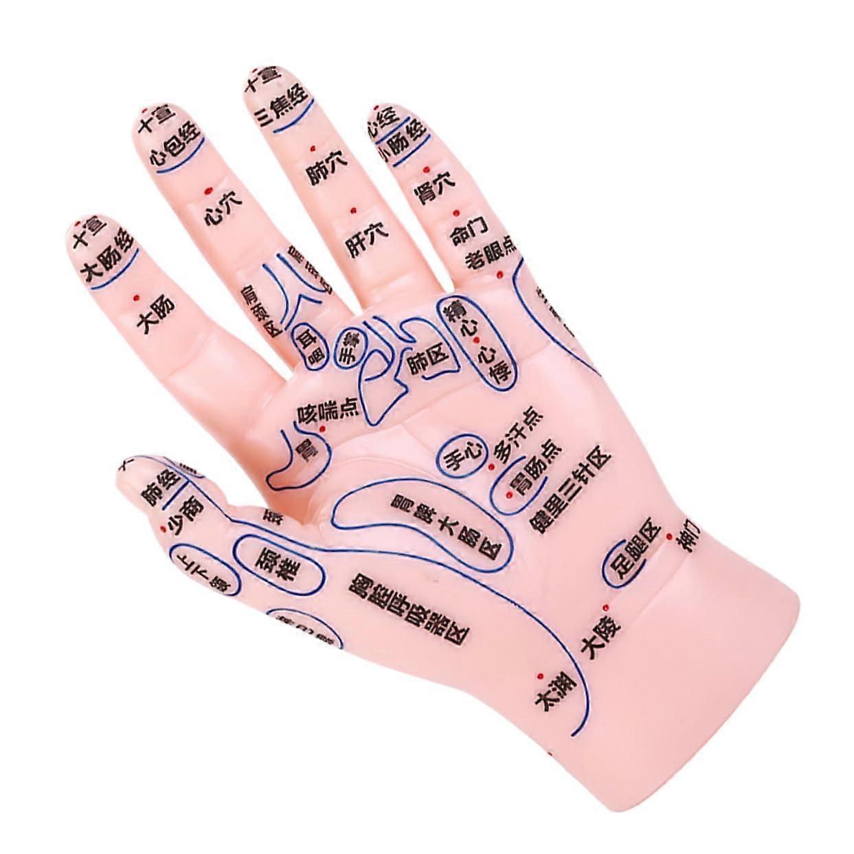 Hand Reflexology Model For Acupuncture And Massage Training - Simulation Hand Model For TCM Schools And Clinics