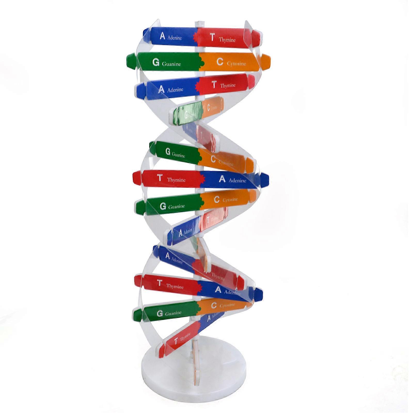 Thin Transportable DNA Double Turn Paper Model For School Laboratories And Home Learning Multicolor