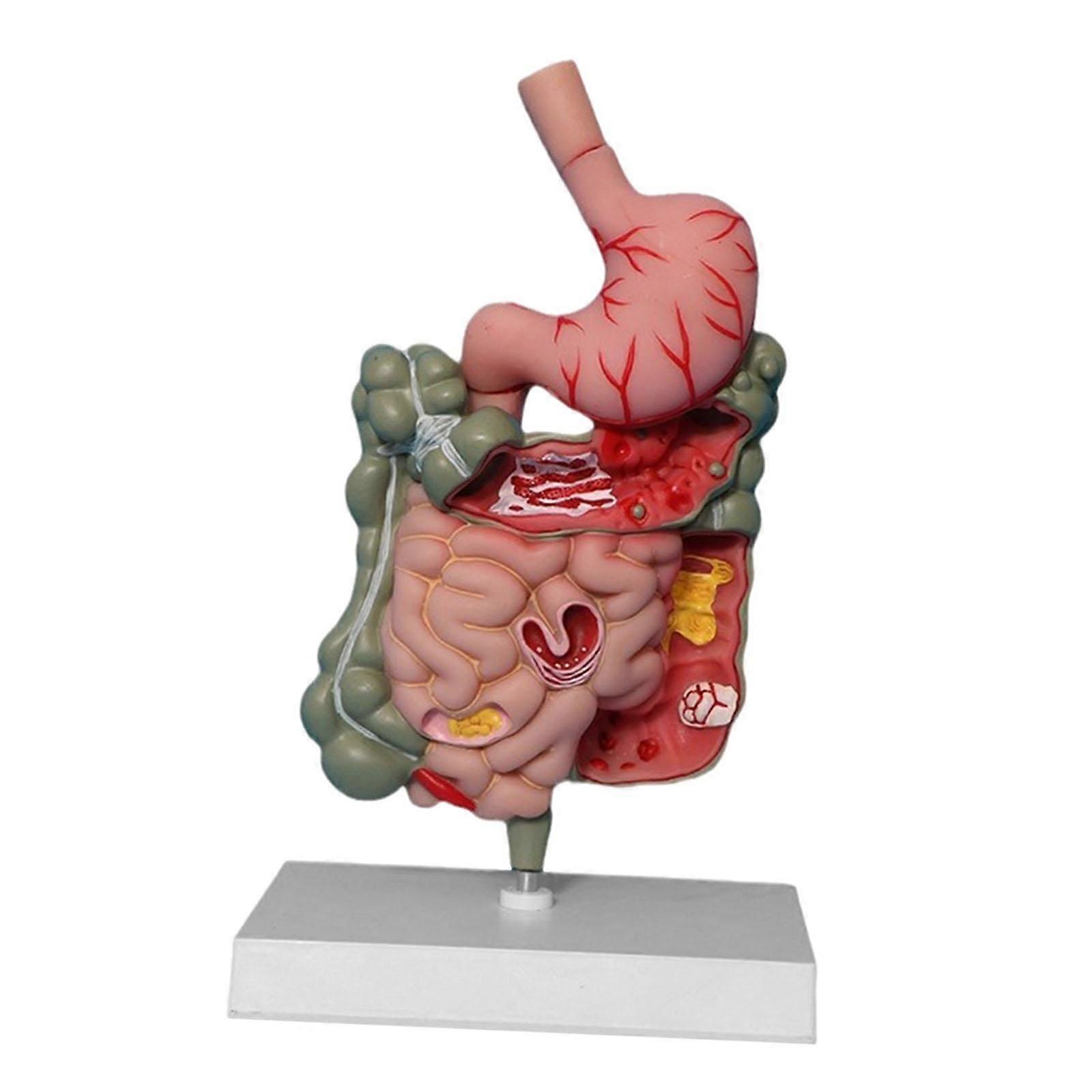 Human Digestive System Model PVC Stomach Model Demonstration Display