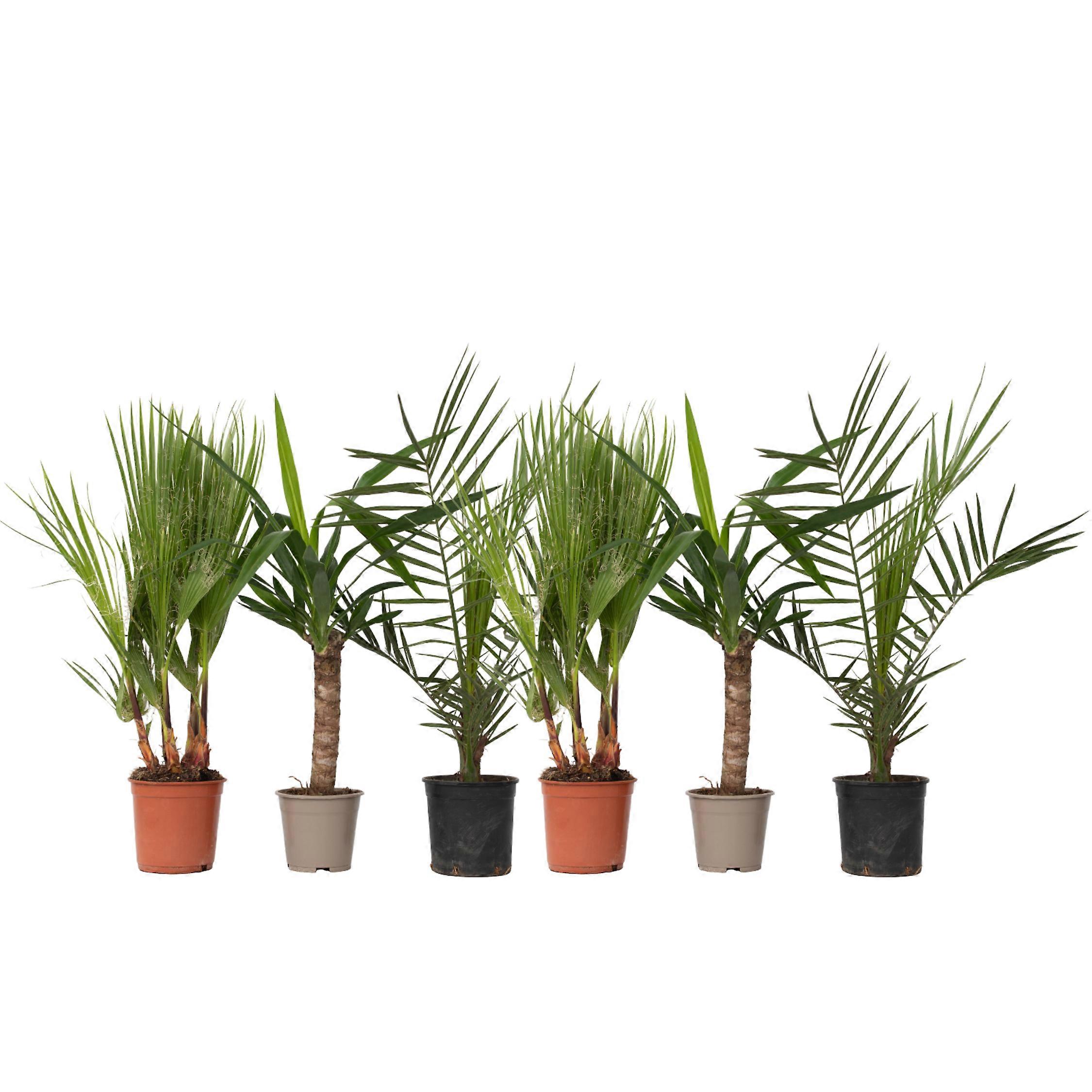 Handflator inomhus - 6 st. - Inomhus Palmmix - Höjd 50-70cm - ⌀14cm