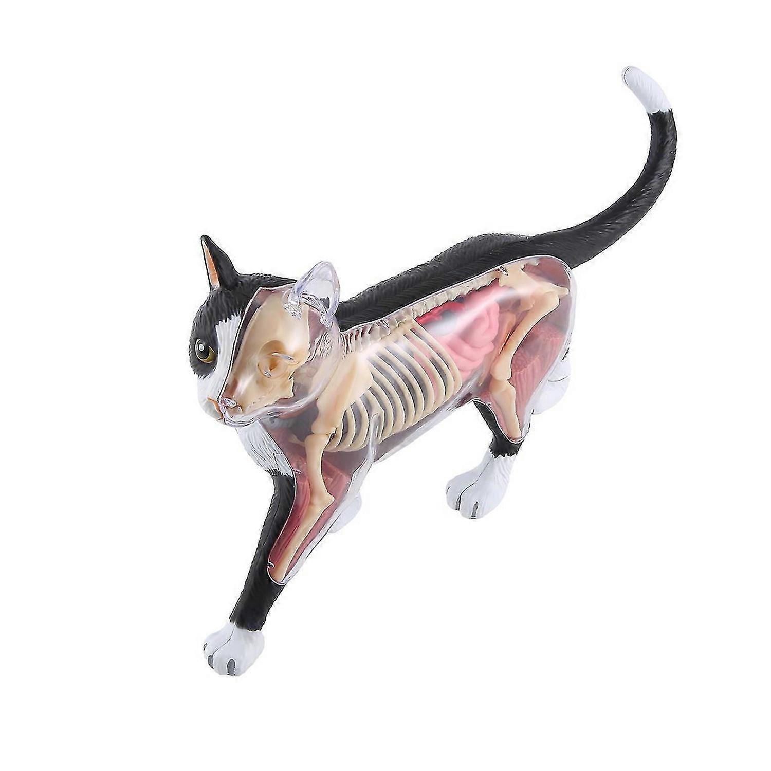 Animal Organ Anatomy Model 4D Cat Intelligence Assembling Toy Teaching Anatomy Model DIY Popular Sci