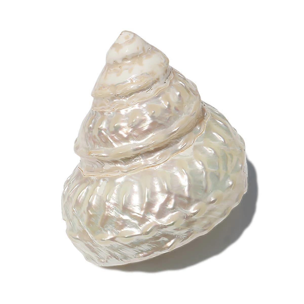 Natural shells. Natural seashells, large natural seashell, natural seashells, ocean pearl cone shell 611 cm (8cm).