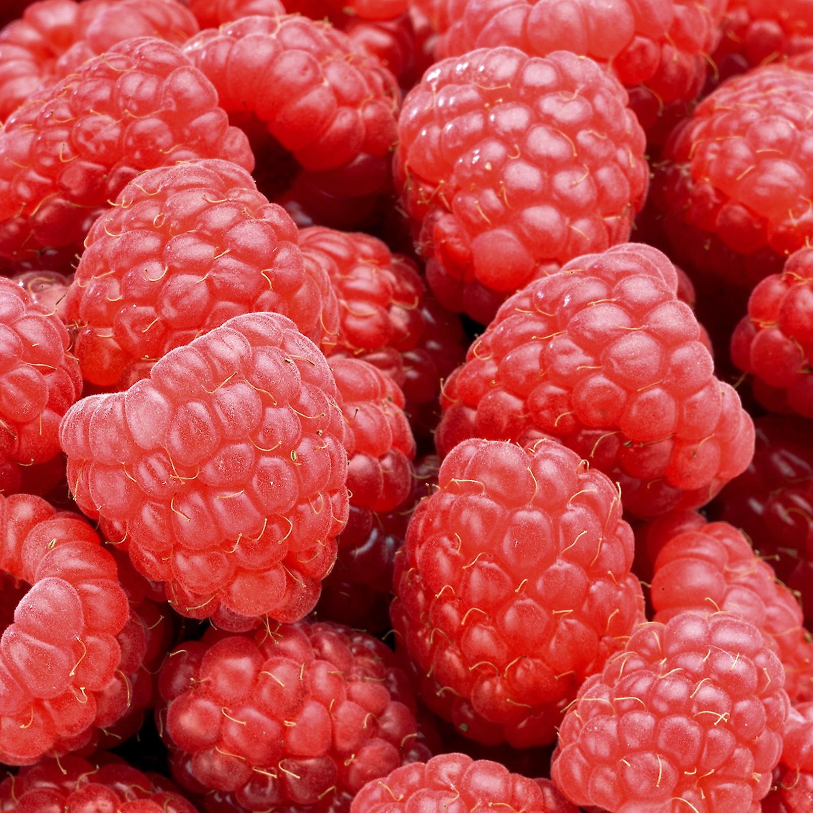 Almirante de Raspberry Malling. Resistente a enfermedades.