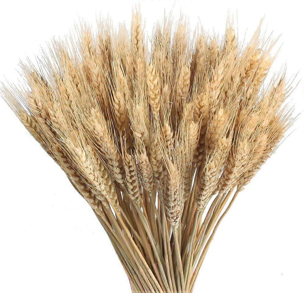 Dried Wheat Bunches Add a Rustic Touch to Home Decor and Arrangements