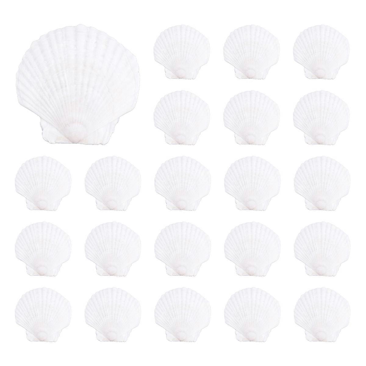 25Pcs Natural Scallop Shell, Special for Handmade DIY Coloring Shell