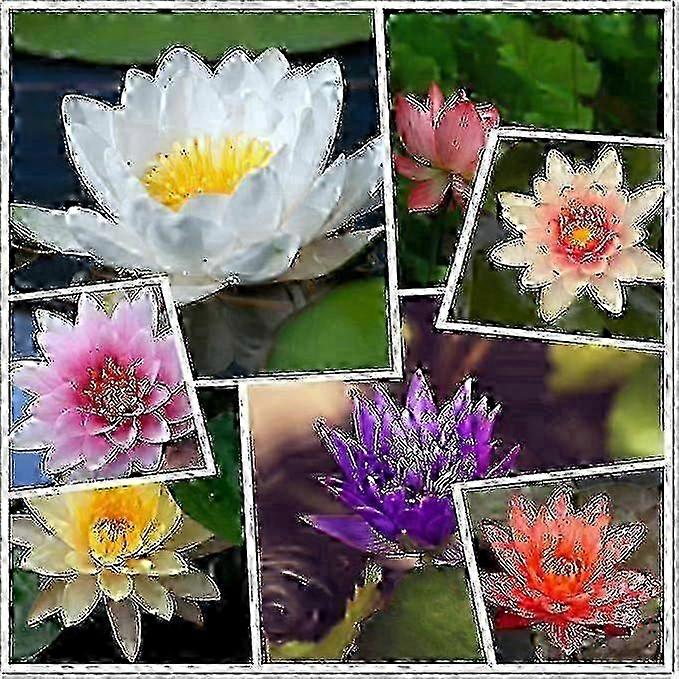 Graines de lotus de variétés colorées, prêtes à être cultivées en milieu aquatique – 30 graines prégermées pour une plante de nénuphar résistante au froid.