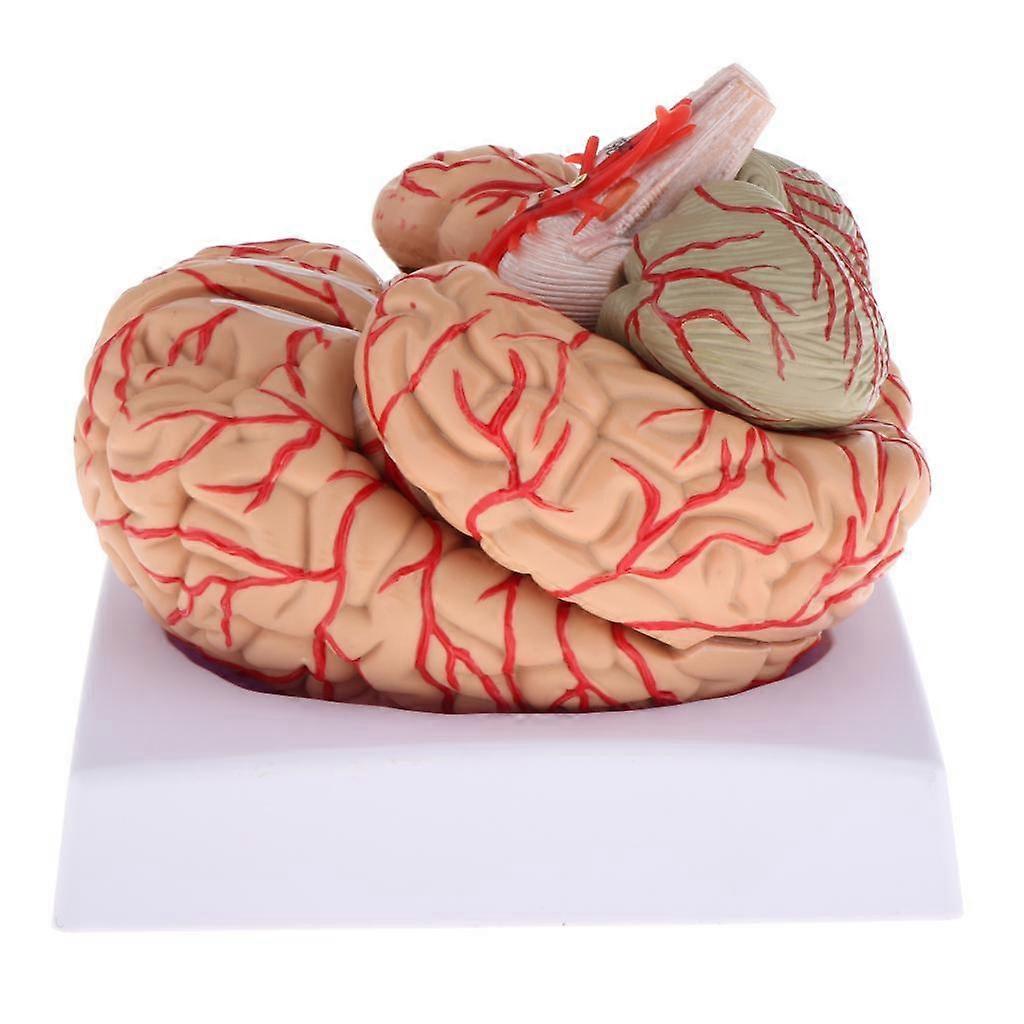 New Disassembled Anatomical Human Brain Model Anatomy Study Teaching Tool