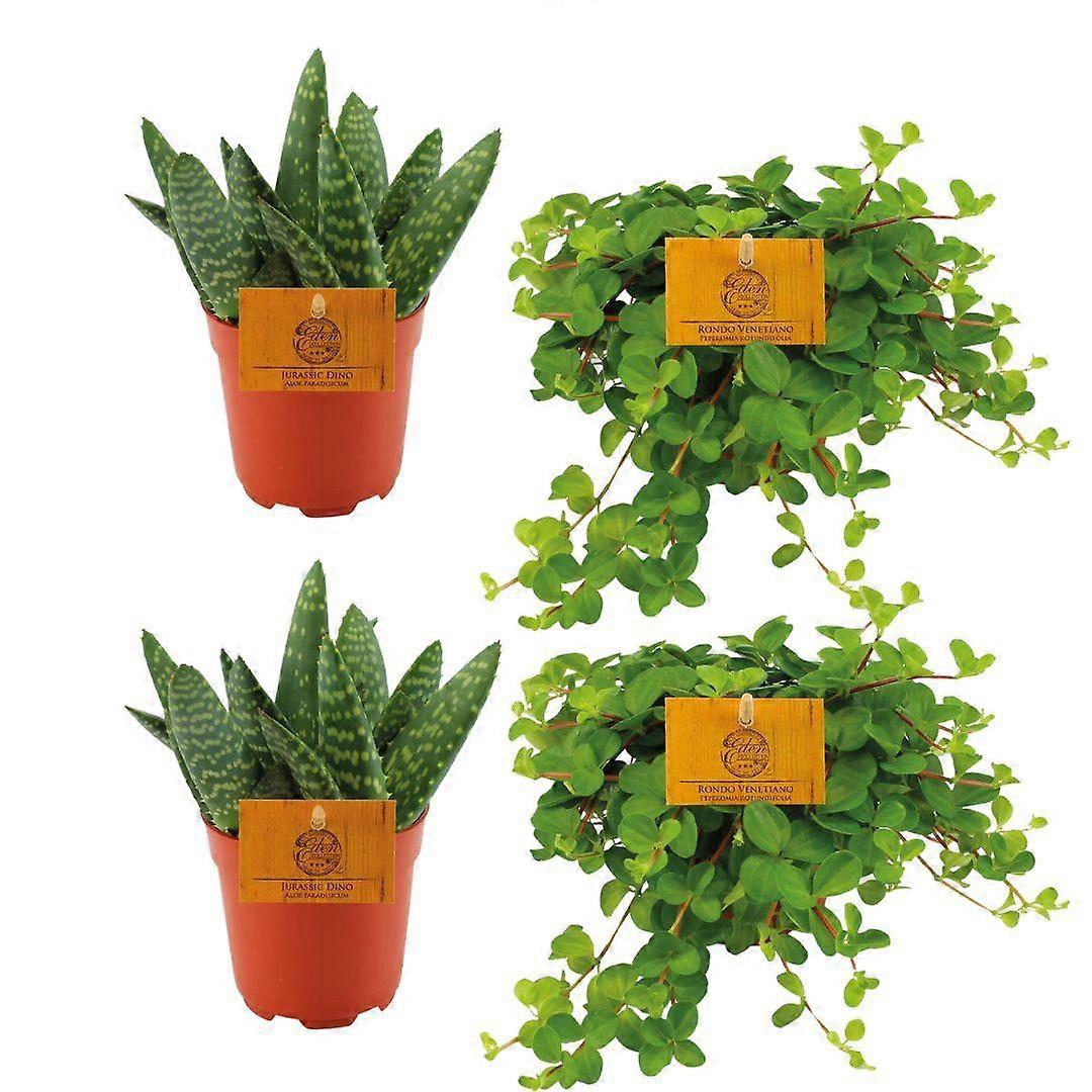 2x Aloe Paradisicum + 2x Peperomia Rotundifolia - 10cm - 10,5cm | Fruugo CZ