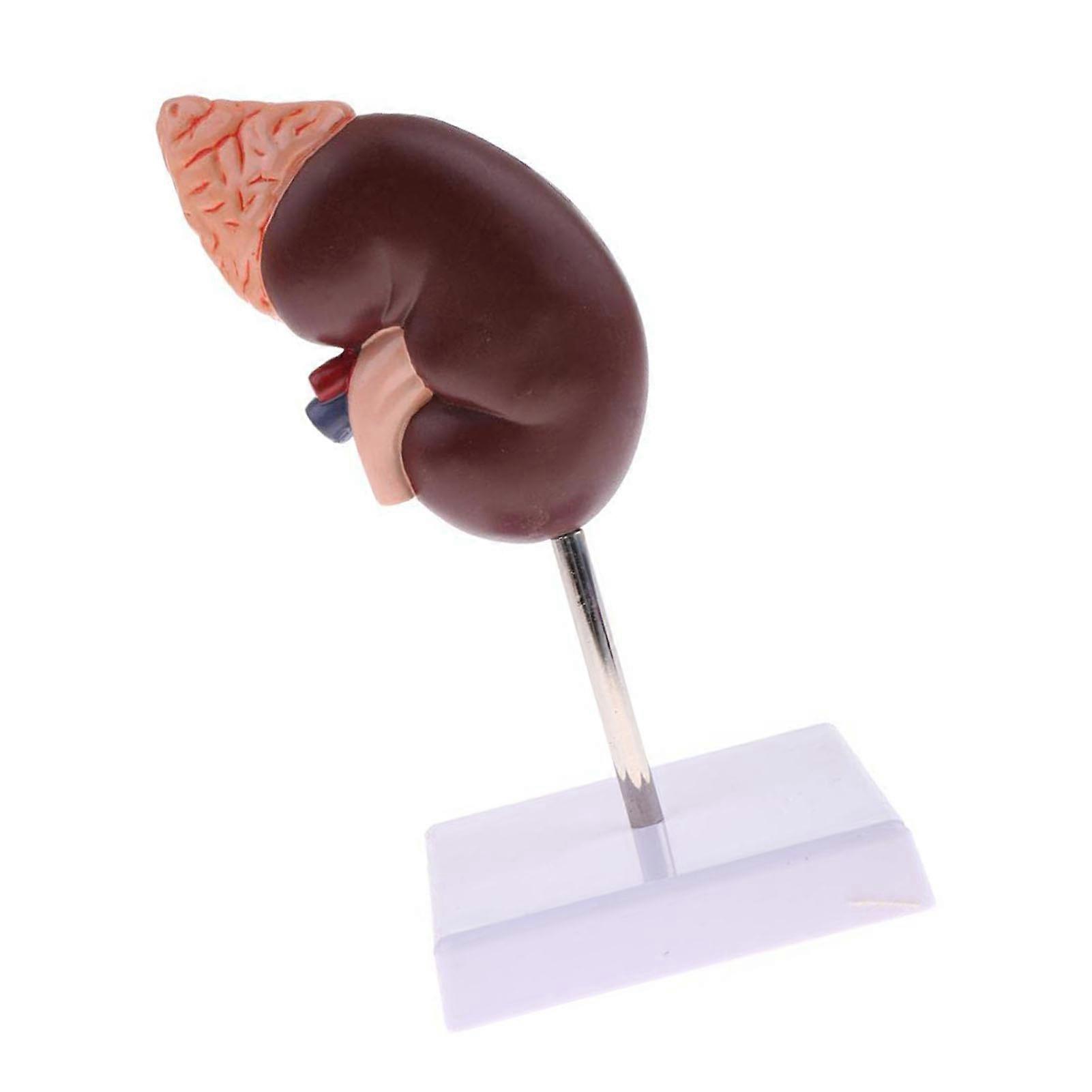 Kidney Model Anatomy Normal Human Anatomical Teaching Doctors Office Educational Tool 