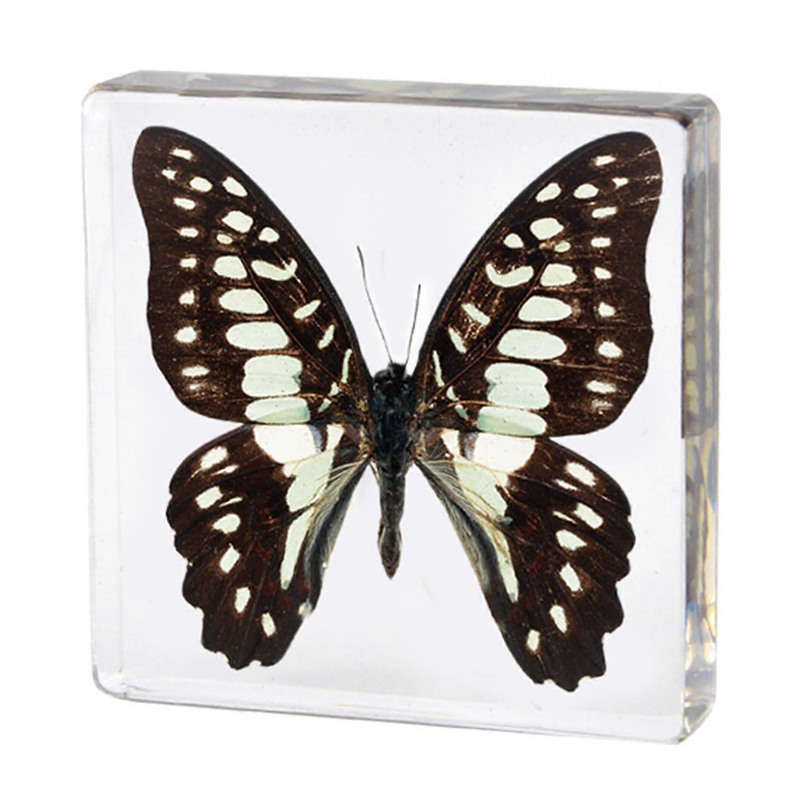 Real Butterfly Specimen Paperweight Assortment Framed Butterfly Taxidermy Resin Collection Display Science Toys for Home Office School(A)