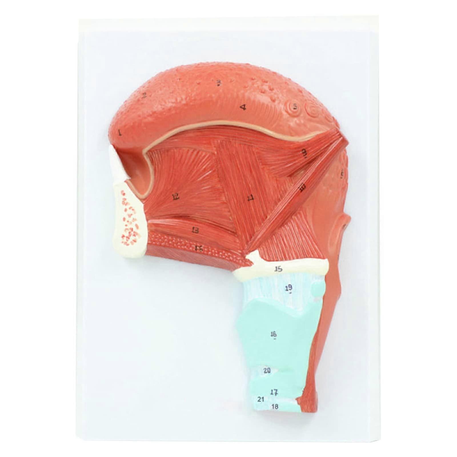 Human Tongue Anatomy Model with Teeth, Numbered Indicators, Realistic PVC Classroom Teaching