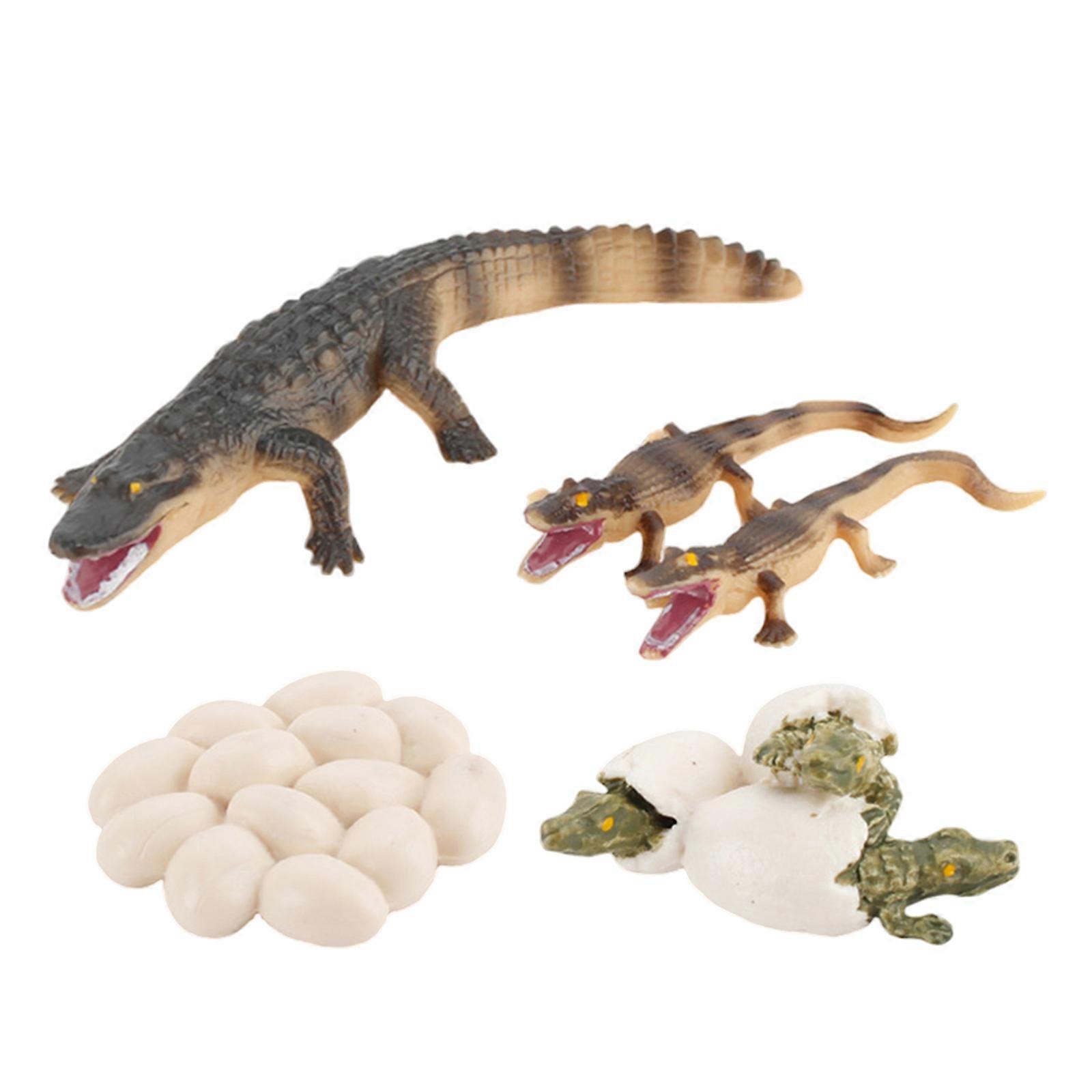 1 Set Simulation Crocodile Model Crocodile Eggs Toy Kid Educational Plaything