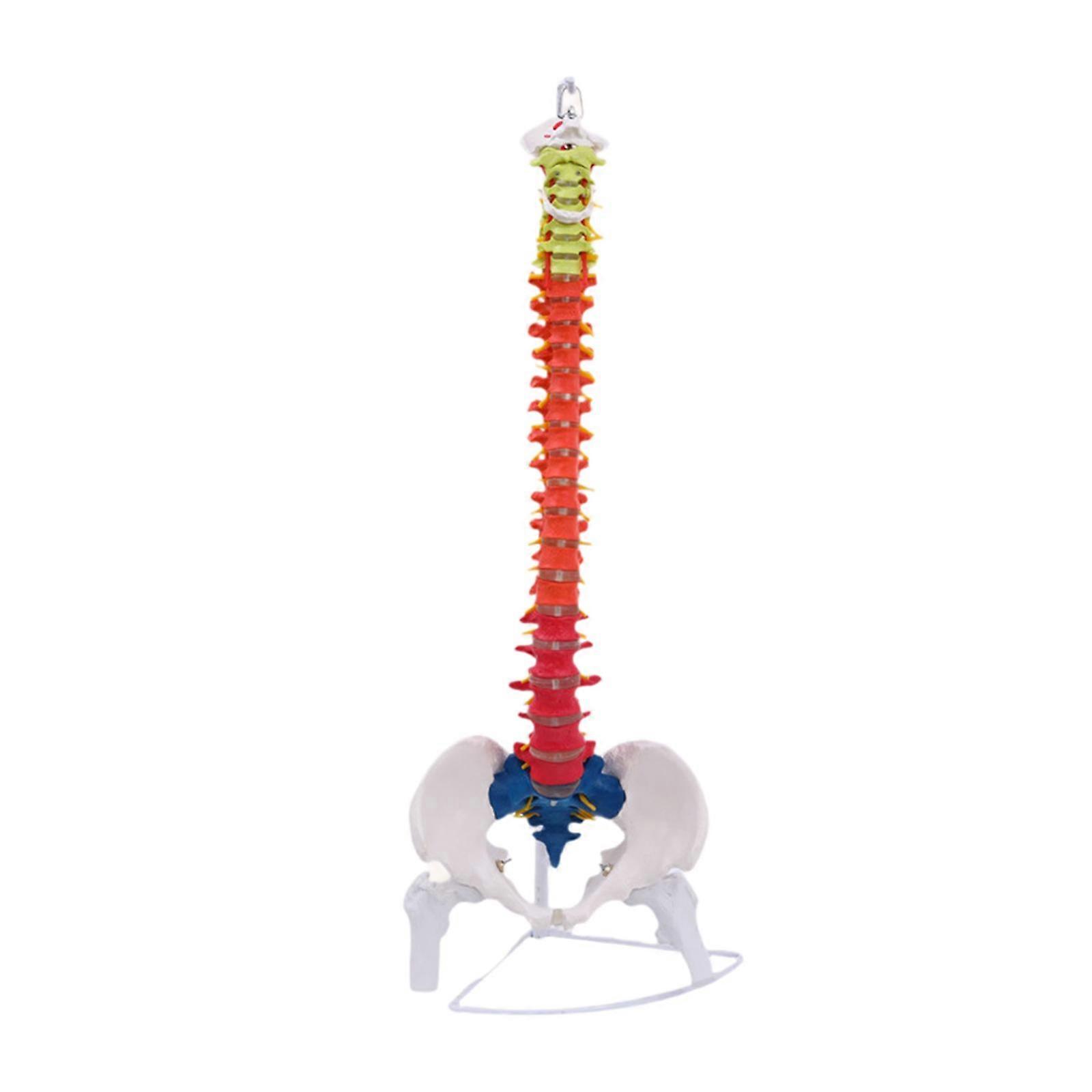 Human Spine Model Spinal Cord Model for Teaching Aid Learning Education Tool style A