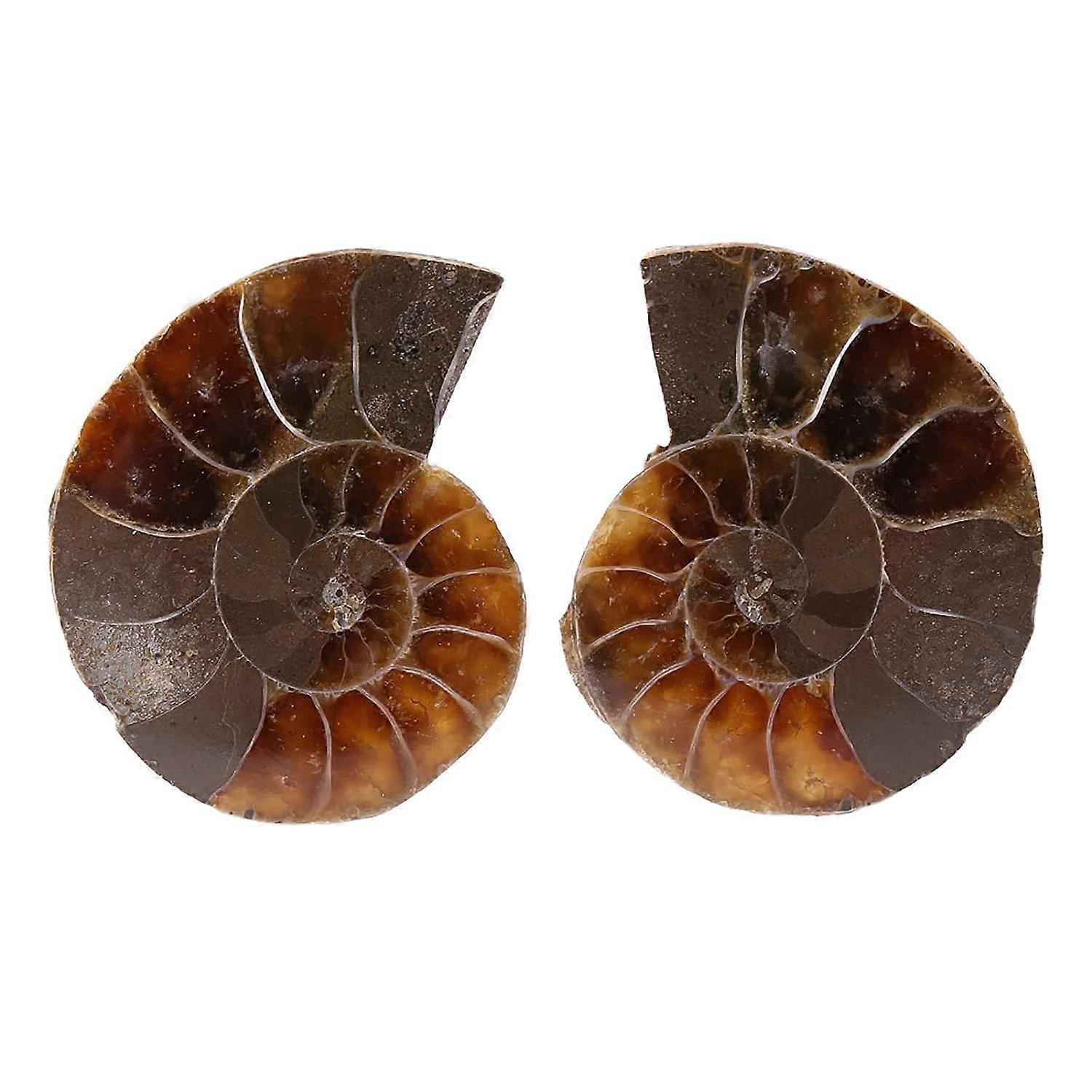 Ammonite Fossil Snail Specimen, 2Pcs Retro Style Ammonite Fossil Specimen Shell Madagascar Natural Stones and Minerals with Ancient History (4CM)(4cm)