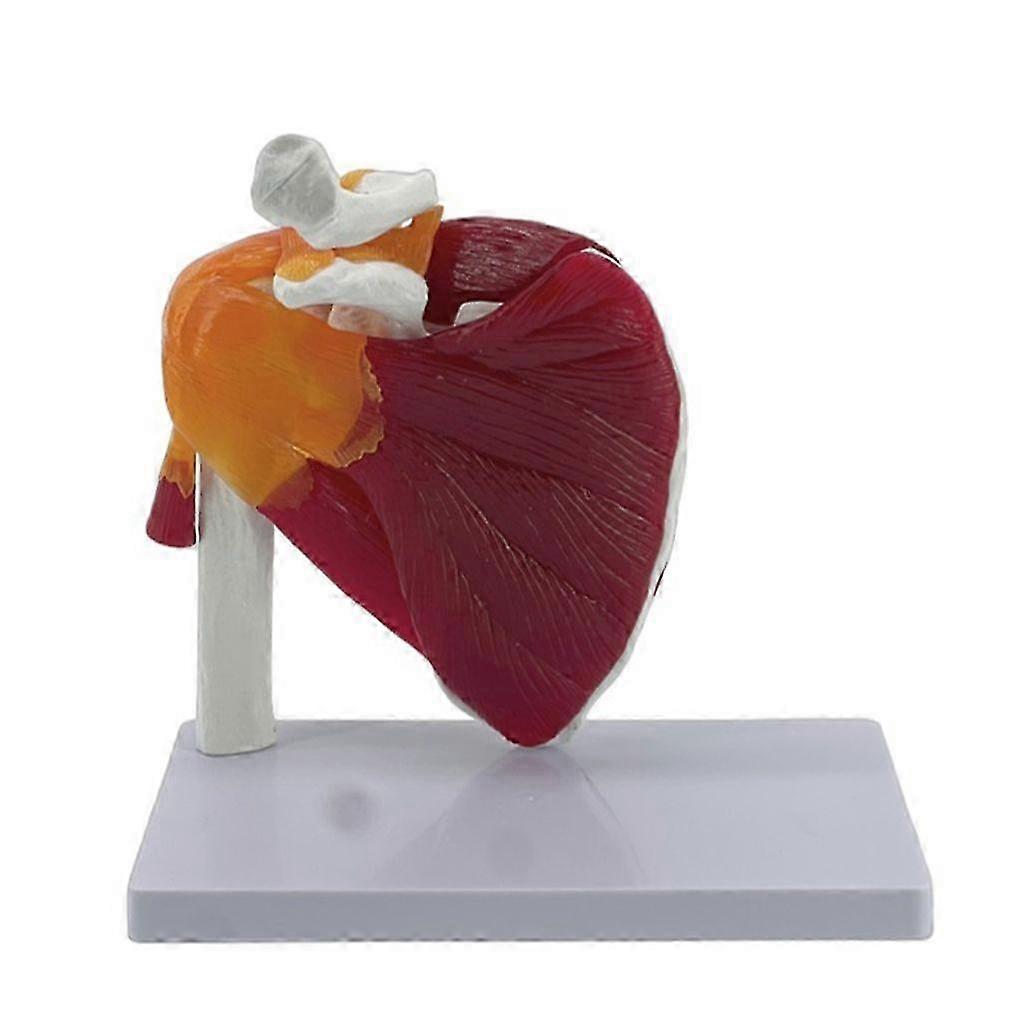 Flexible Anatomically Accurate Human Shoulder Musculature Model Removable Base 25-26