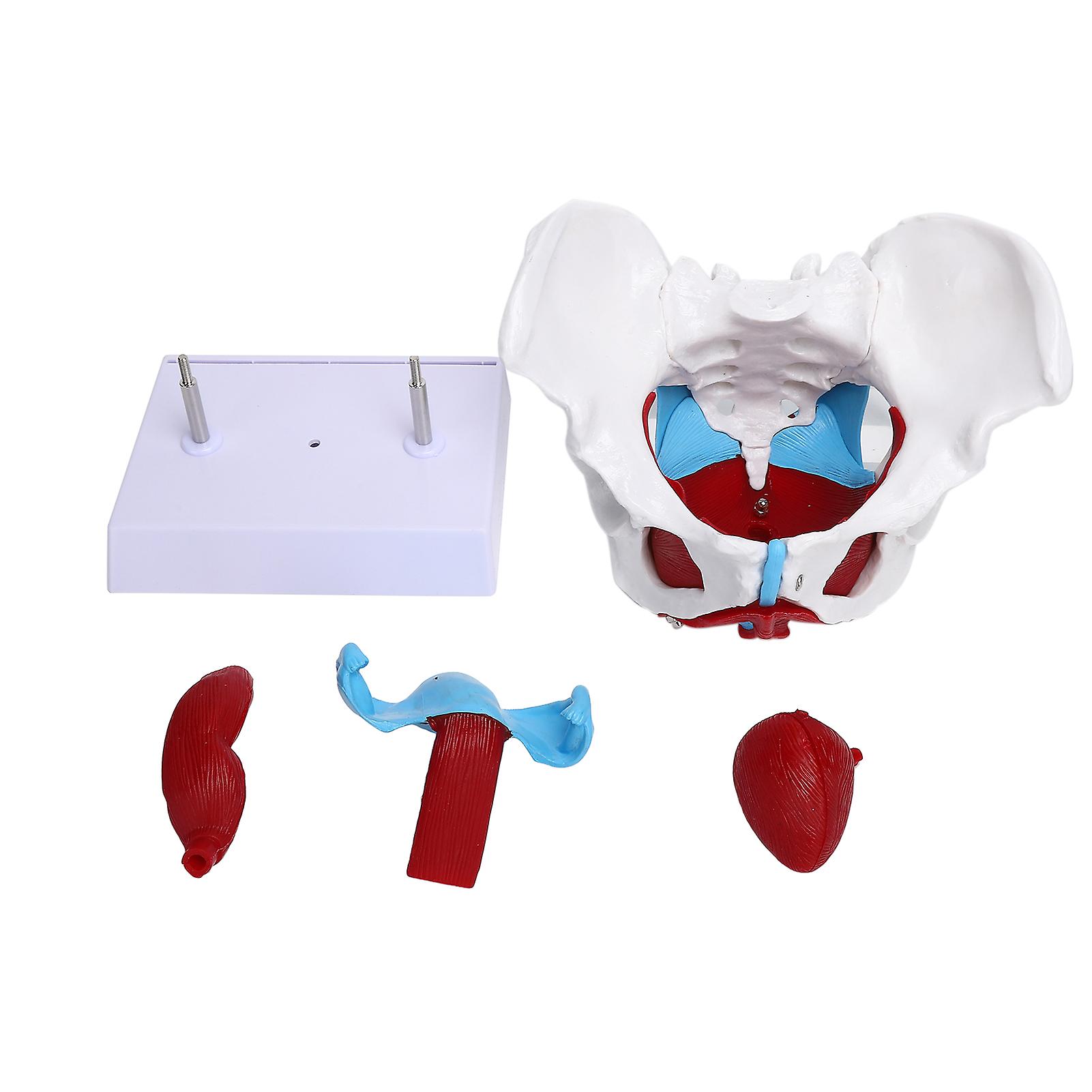 Professional Female Pelvic Floor Muscle Model for Teaching and Learning