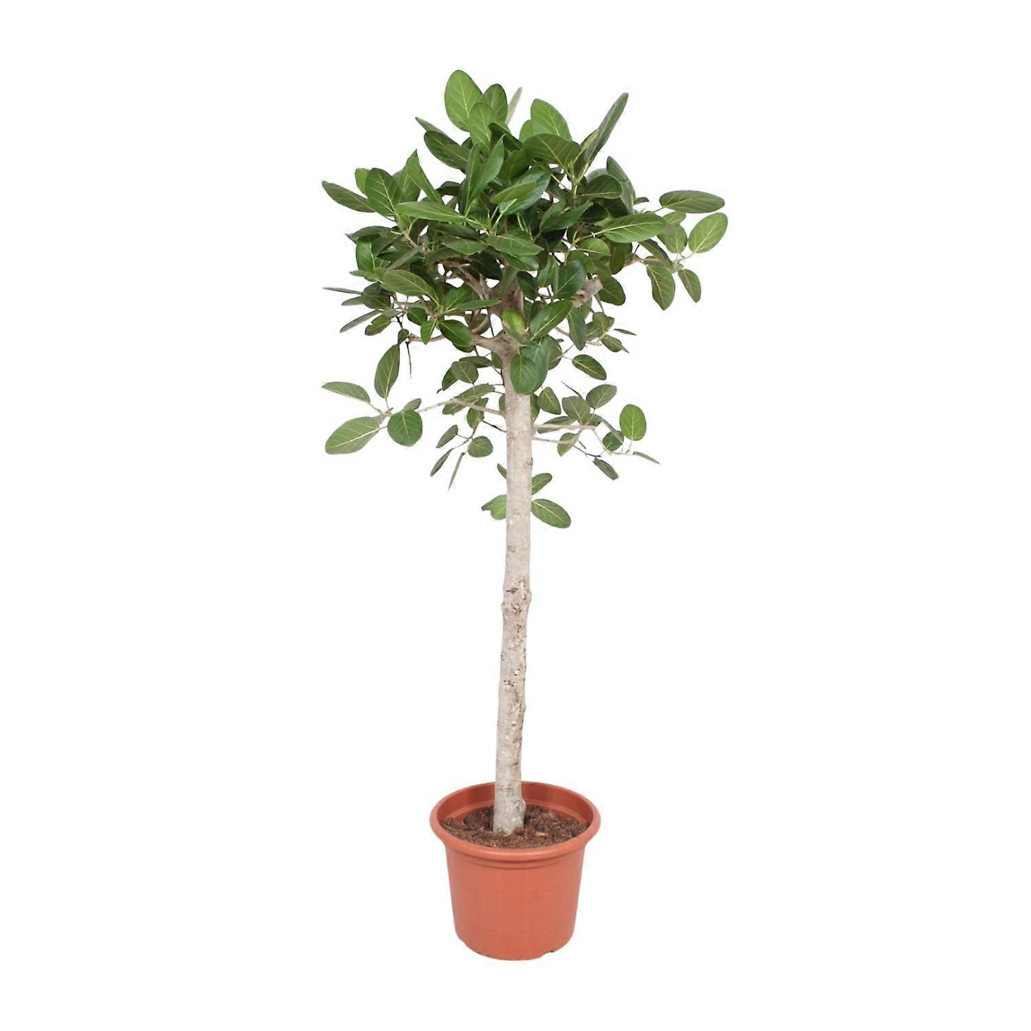 Ficus Benghalensis Baum - 180-190cm - Ø40cm