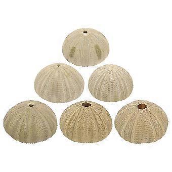 6 pcs Natural Sea Urchins Shells Fish Tank Sea Urchins Shells Home Decor Sea Urchins Shells-FCY-Yvan