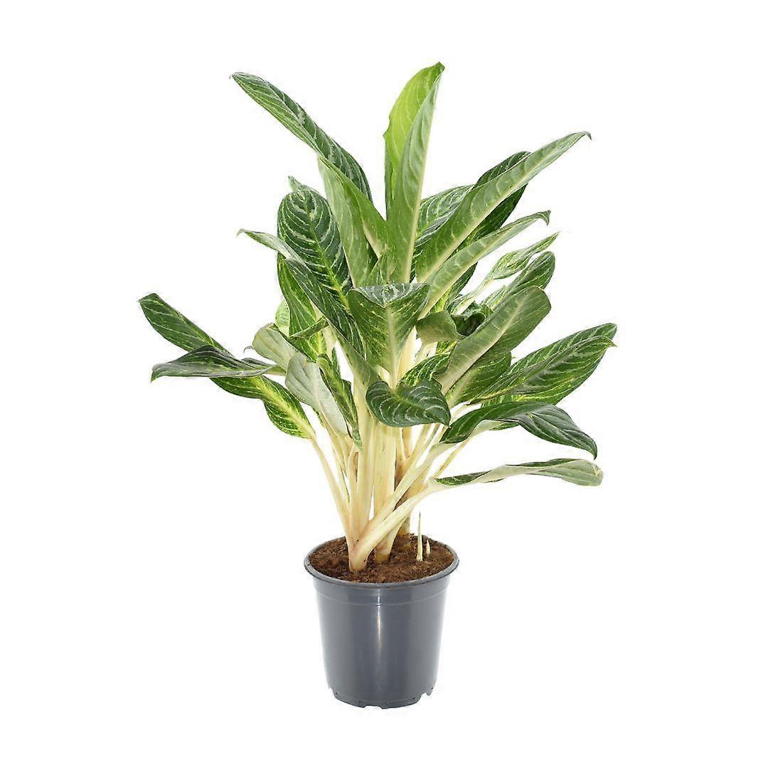 Aglaonema Keylime - 60-70cm - Ø21cm