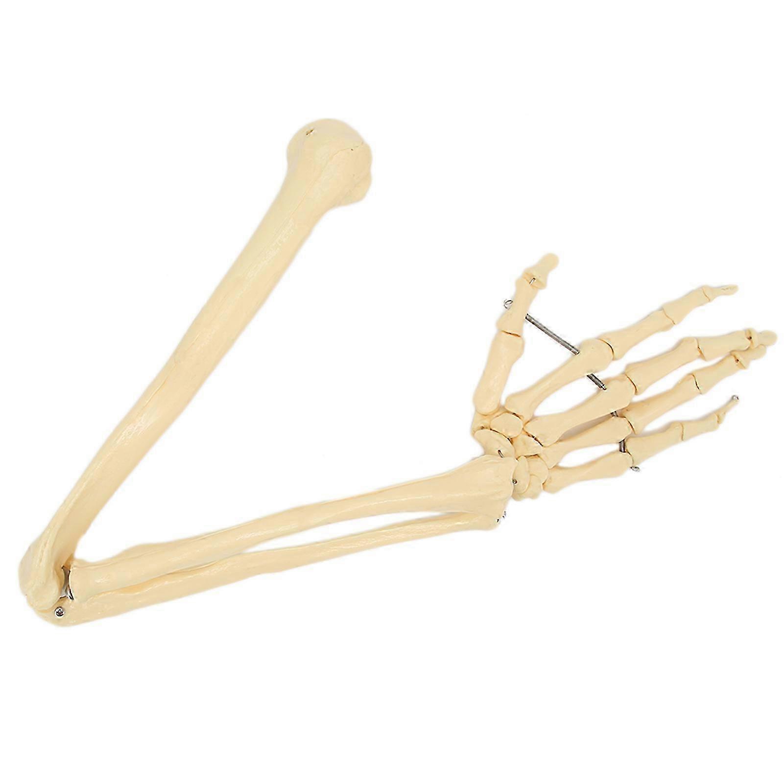 Human Hand Arm Bone Model for Teaching Demonstration of Upper Limb Anatomy