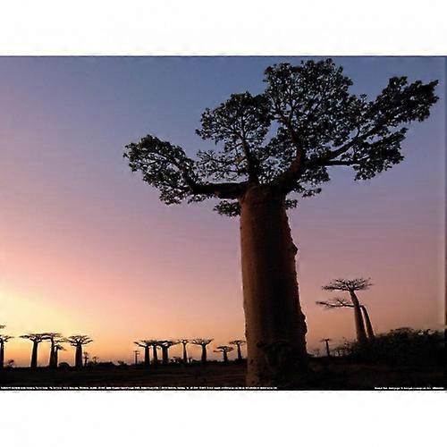 Alex Hyde Baobab Trees - Madagascar Print
