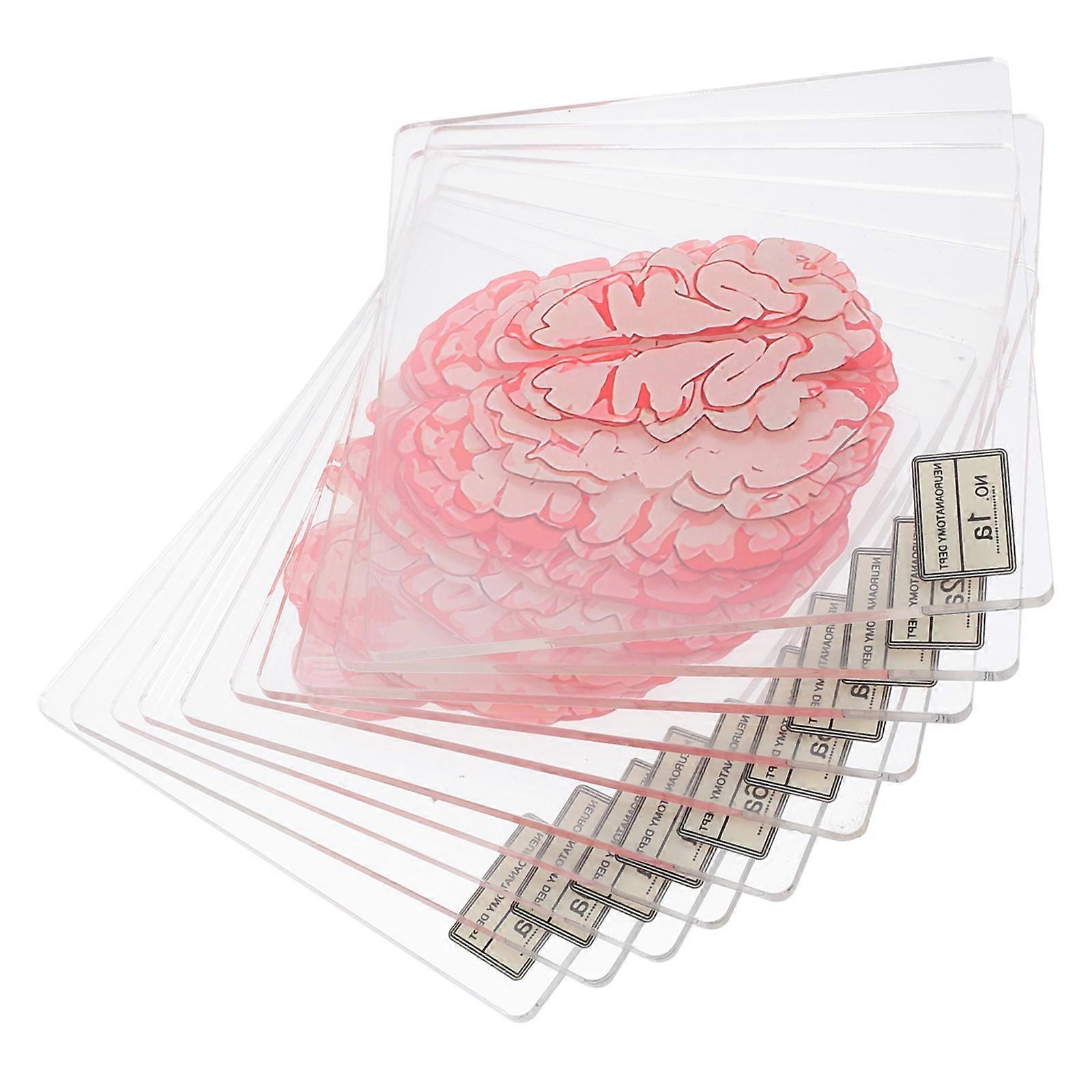 Halloween Coasters Acrylic Brain Slice Coasters for 50Pcs Kitchen Table Use