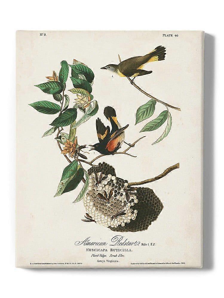 American Redstart Wrapped Canvas  -John James Audubon Designs,-ouyab1754