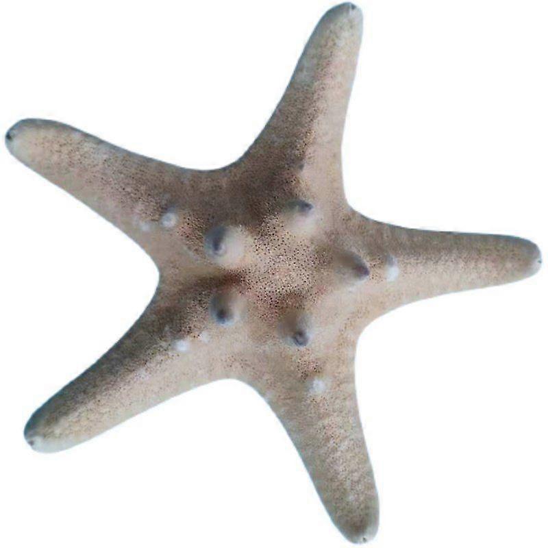 Large Starfish Natural Decorative Shell For Aquarium Decor