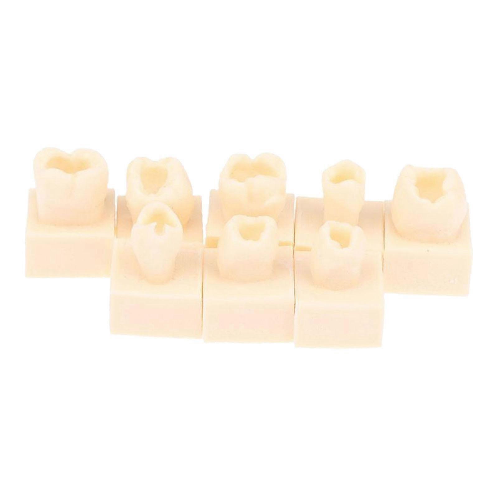 Dental Teeth Model 8pcs Resin Practice Set for Teaching Study with Reusable Composite Design