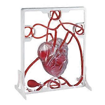 Modelo de circulação cardíaca Simulação Educação científica para estudantes Ciência em sala de aula Anatomia do corpo humano Modelo de órgão