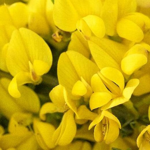 Cytisus All Gold. Escoba común.