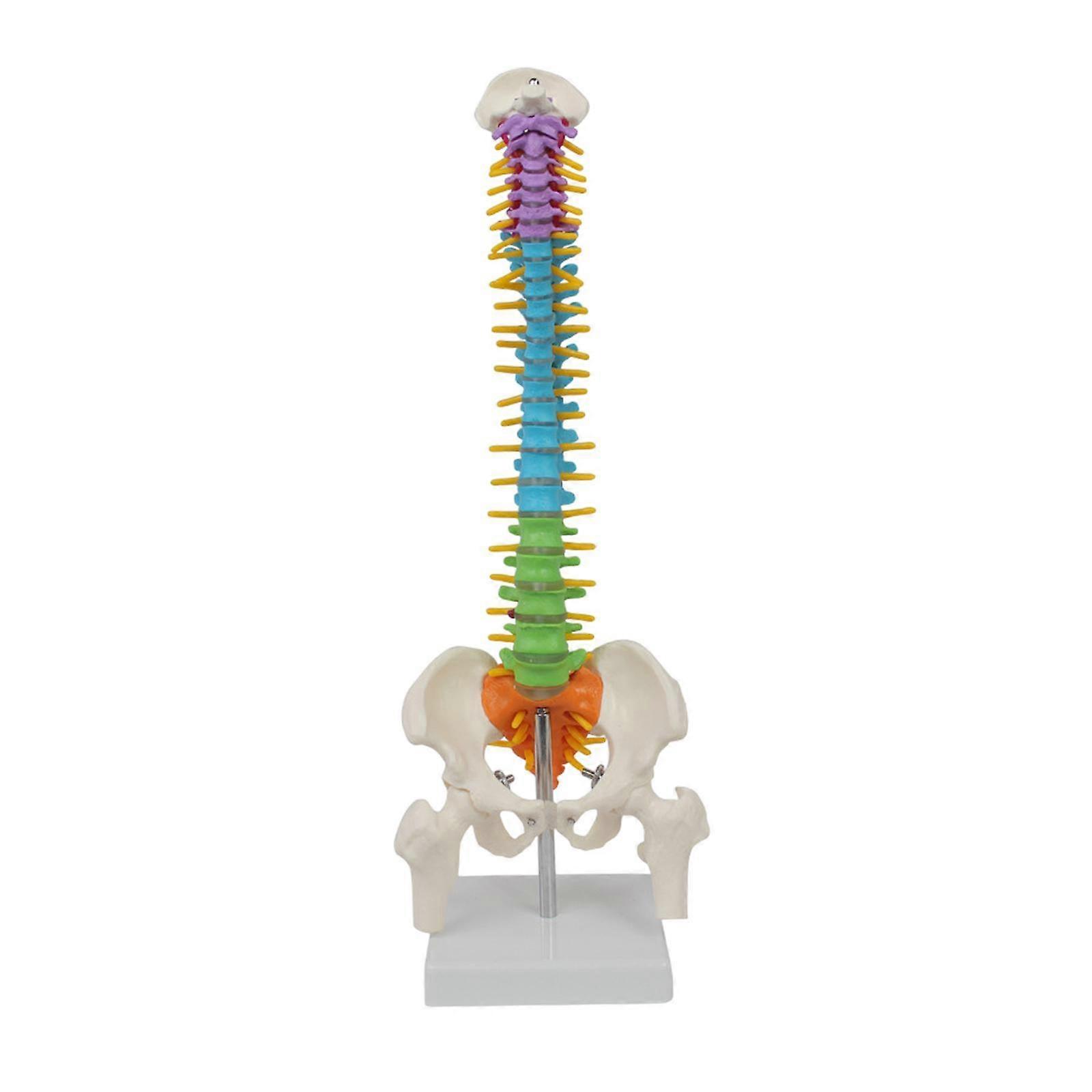 Human Spine Model Teaching Aids Skeleton Model for Students Science Teaching