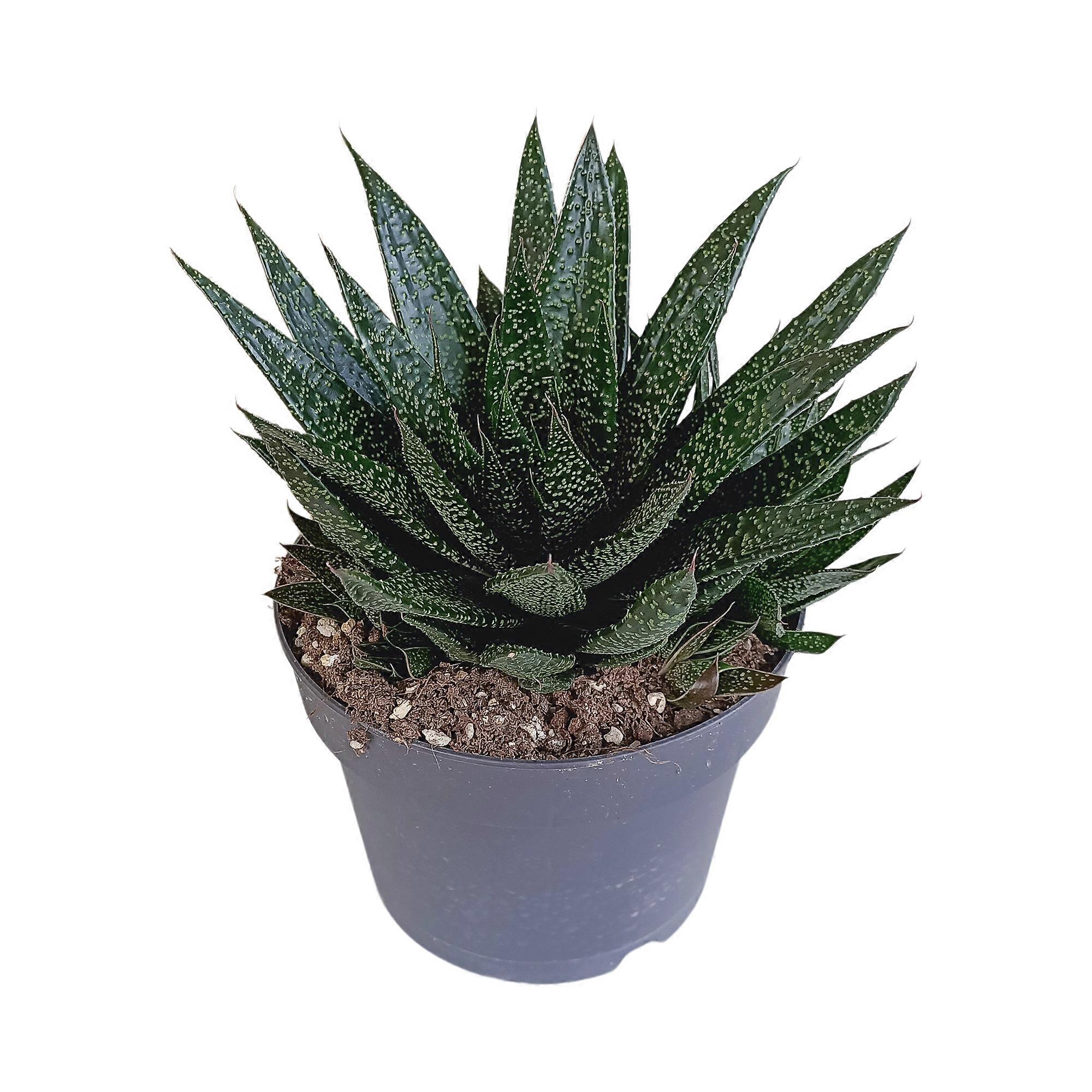 Gasteria 'd Due - 25-35cm - Ø17cm