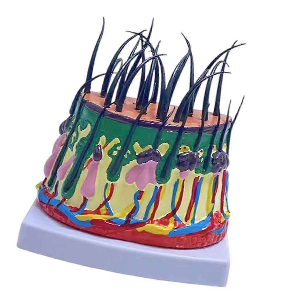 Human Scalp Model 50X Enlarged Scalp Structure Anatomical Model for Study