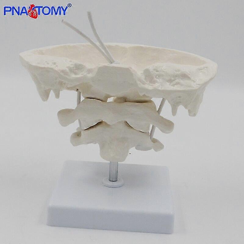 Enlarged detachable human cervical vertebra atlas and axis bone spine anatomical model medical equipment teaching tool skeleton-Yvan