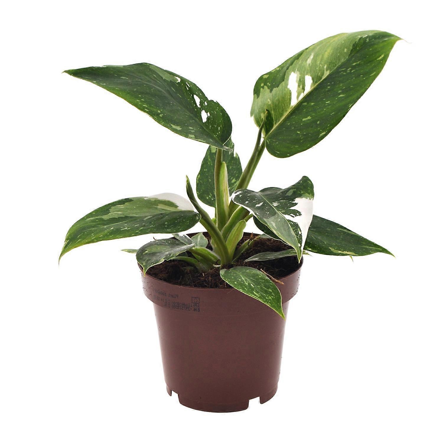 Philodendron White Princess - 25cm - Ø12cm
