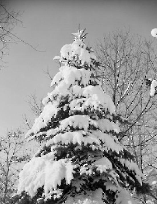 Tree covered in snow Poster