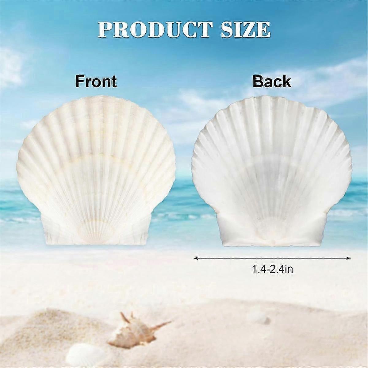 40PCS Natural Scallop Shells 1.4-2.4inch White Small Sea Shells for Crafts DIY Bulk Real Shells