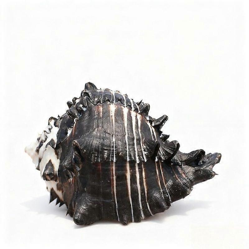 Rare Large Spiky Conch Seashell For Home Dcor