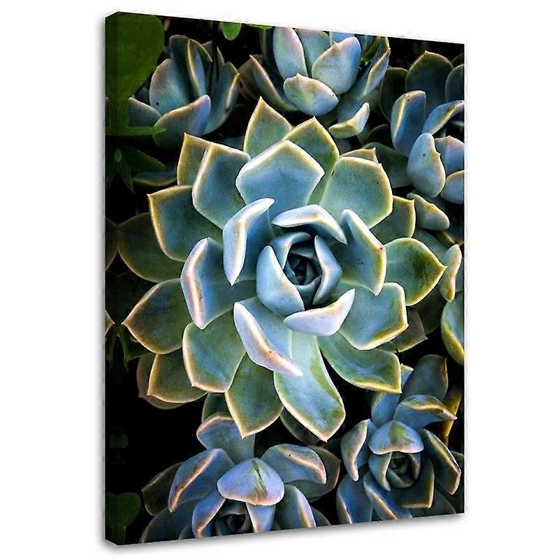 Impression sur toile, Fleur succulente blanche - 60x90