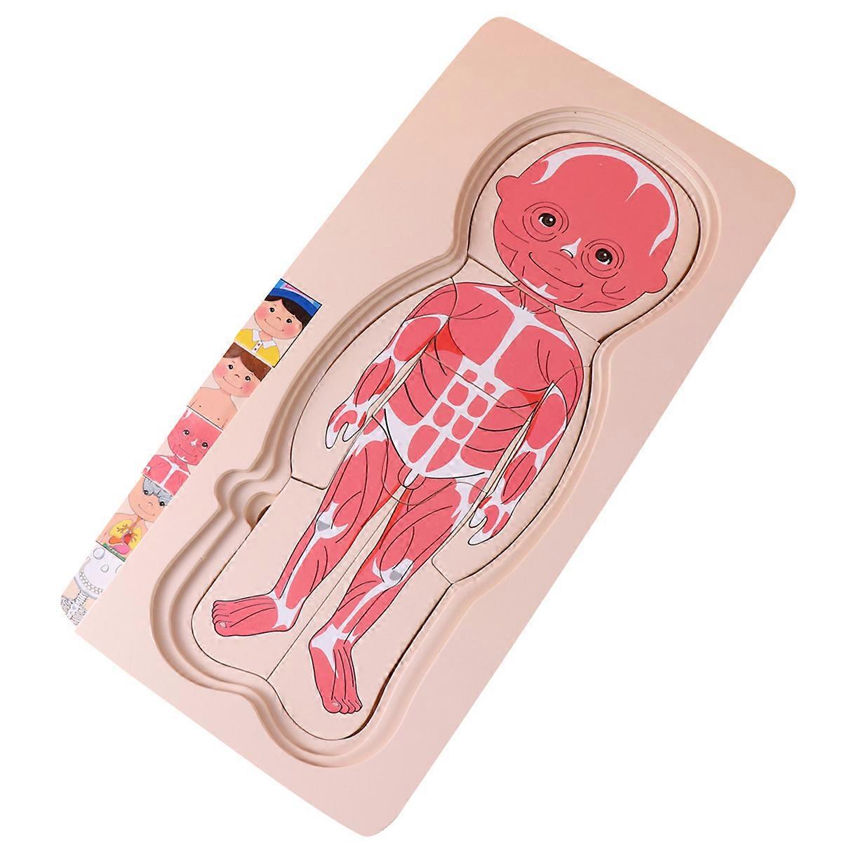 Wooden Multilayer Body Constitution Puzzle for Boys – Educational, Colorful Brain Development Toy to Improve Hand Eye Coordination and Cognitive